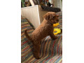 toy-pudle-na-prodaju-small-0