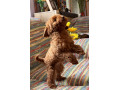 toy-pudle-na-prodaju-small-1