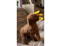 toy-pudle-na-prodaju-small-2