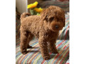toy-pudle-na-prodaju-small-3