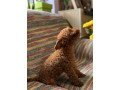 toy-pudle-na-prodaju-small-4