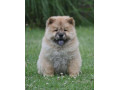 chow-chow-cau-cau-cau-cau-small-0