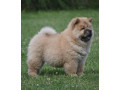 chow-chow-cau-cau-cau-cau-small-1
