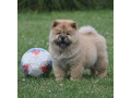 chow-chow-cau-cau-cau-cau-small-2