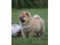 chow-chow-cau-cau-cau-cau-small-3