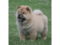 chow-chow-cau-cau-cau-cau-small-4