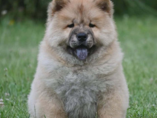 chow-chow-cau-cau-cau-cau