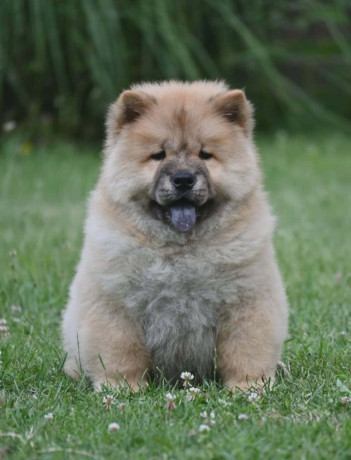 chow-chow-cau-cau-cau-cau-big-0