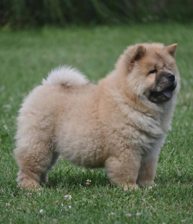 chow-chow-cau-cau-cau-cau-big-1