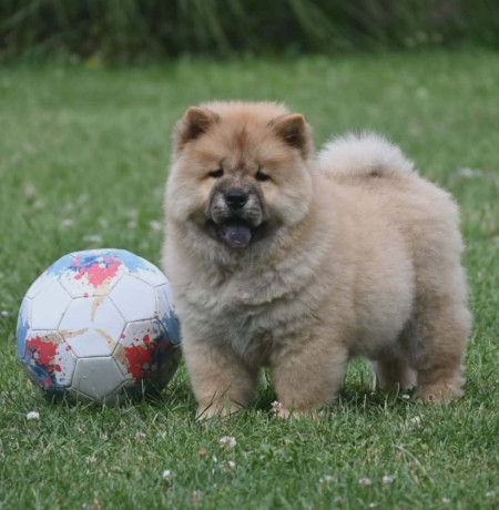 chow-chow-cau-cau-cau-cau-big-2