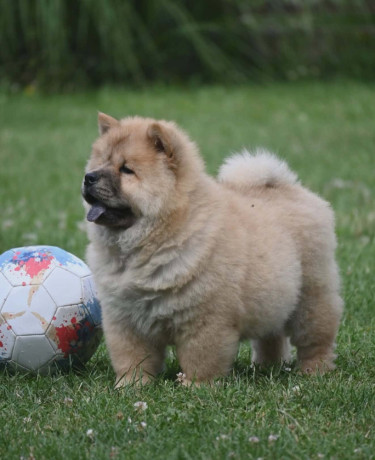 chow-chow-cau-cau-cau-cau-big-3