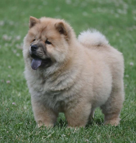 chow-chow-cau-cau-cau-cau-big-4