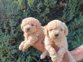 prelepe-mini-pudle