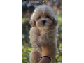 maltipoo-stenci-vrhunske-genetike-small-0