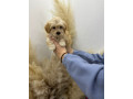 maltipoo-stenci-vrhunske-genetike-small-1