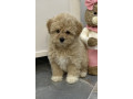 maltipoo-stenci-vrhunske-genetike-small-2