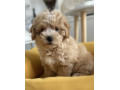 maltipoo-stenci-vrhunske-genetike-small-3