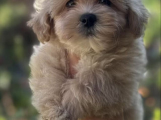 maltipoo-stenci-vrhunske-genetike