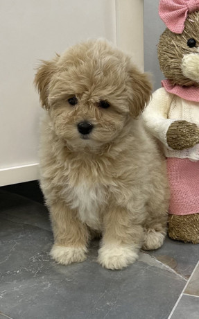 maltipoo-stenci-vrhunske-genetike-big-2