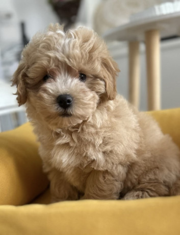 maltipoo-stenci-vrhunske-genetike-big-3