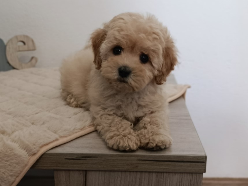 Maltipoo štenci – savršeni kućni ljubimci!