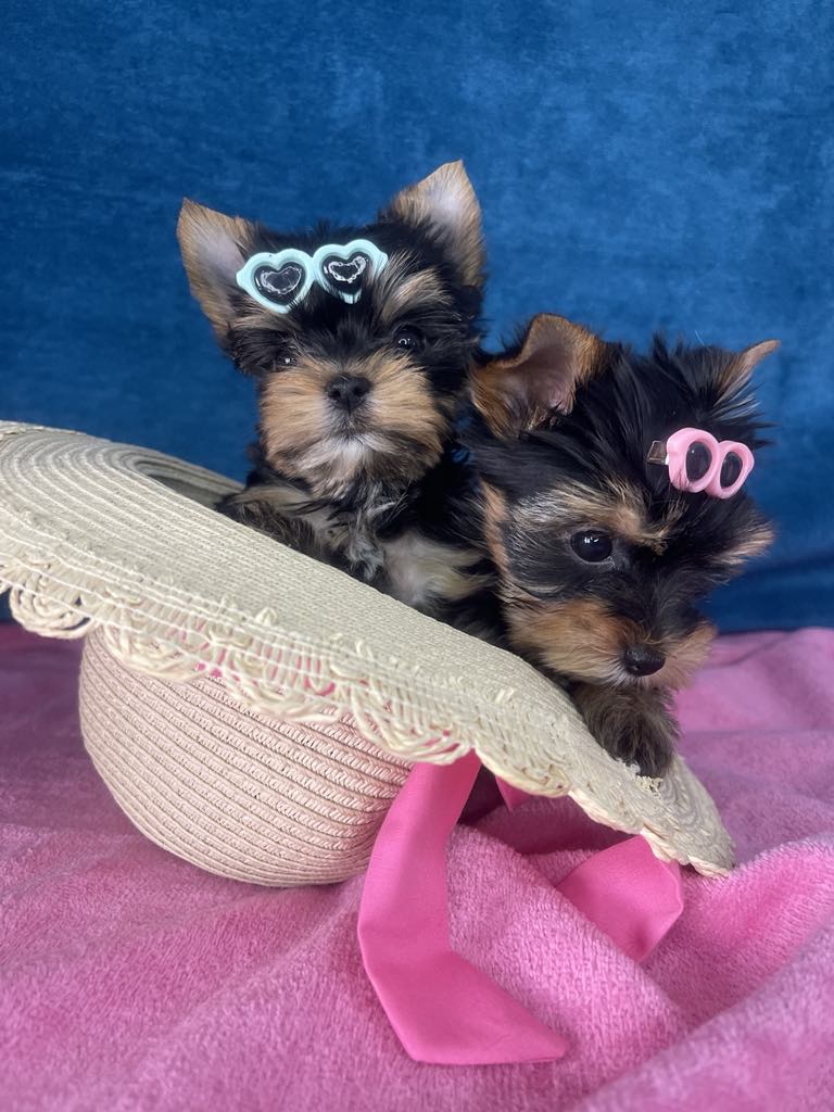 Yorkshire Terrier štenci