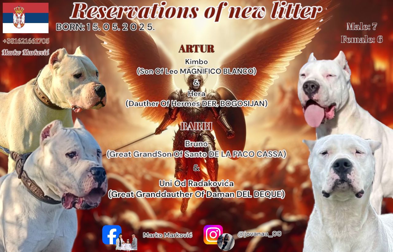 Rezervacija štenaca Dogo Argentino