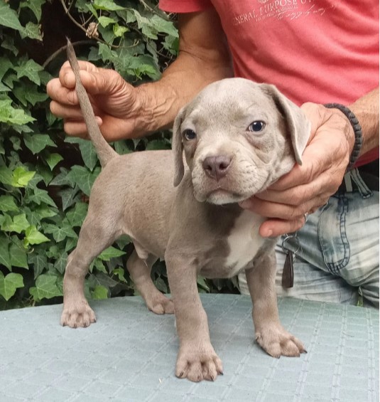 American bully