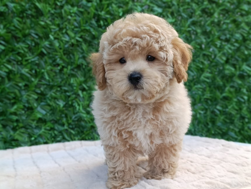 Maltipoo štenci – savršeni kućni ljubimci!