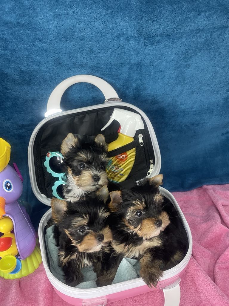 Yorkshire Terrier štenci