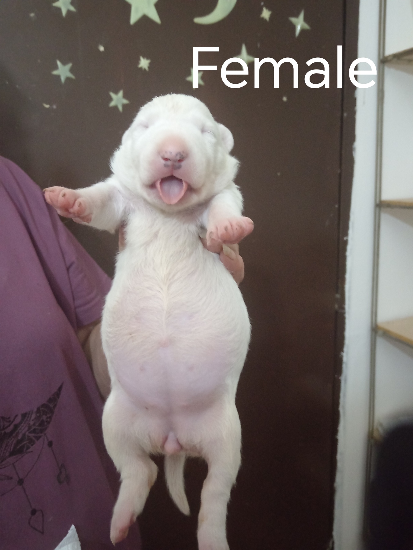 Sinai State kennel new litter