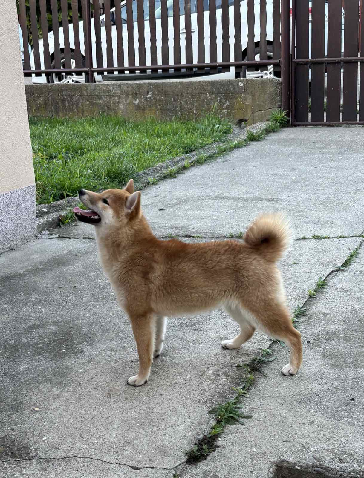 Na prodaju žensko štene Shiba inu