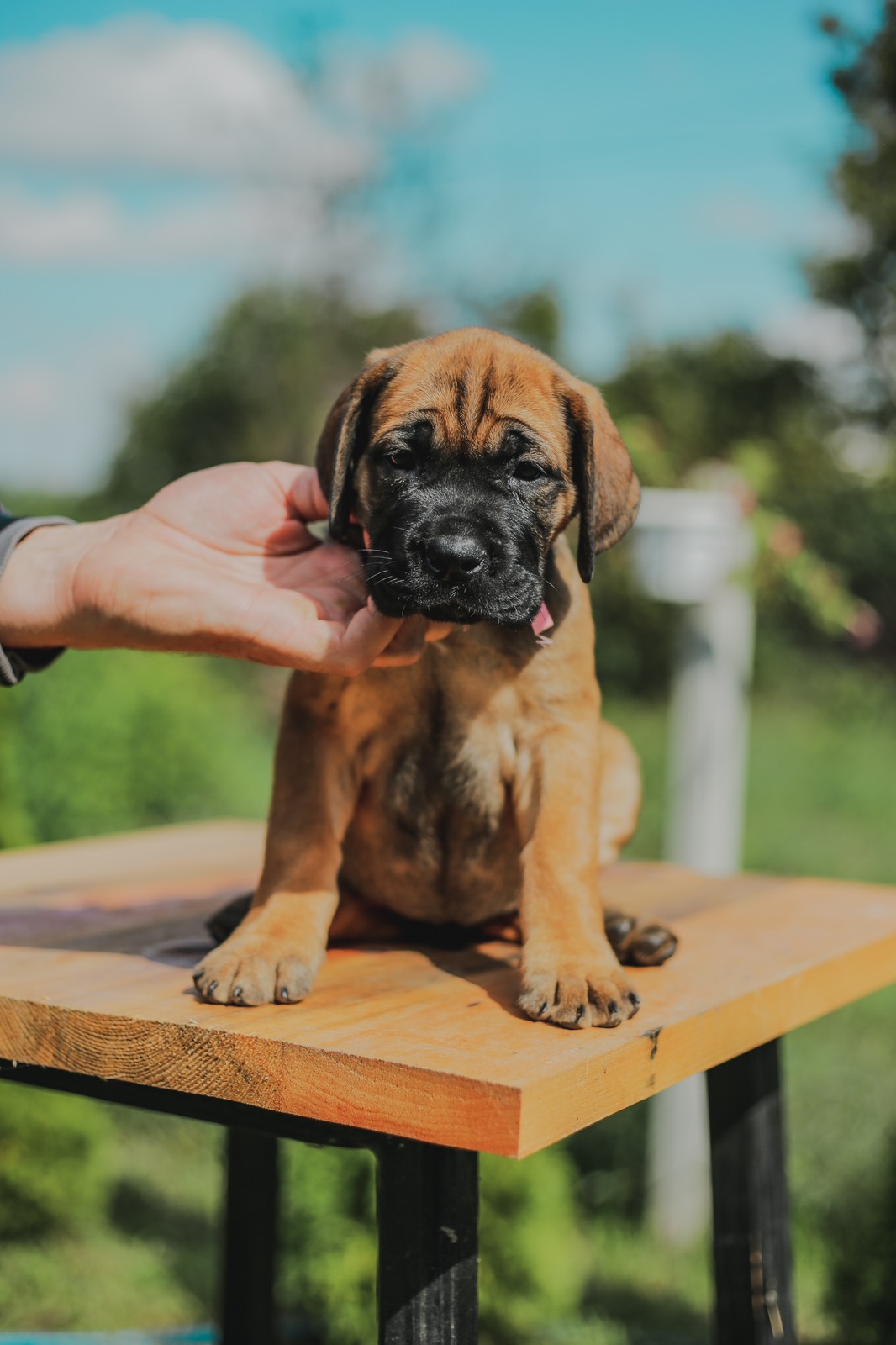 Cane Corso štenci