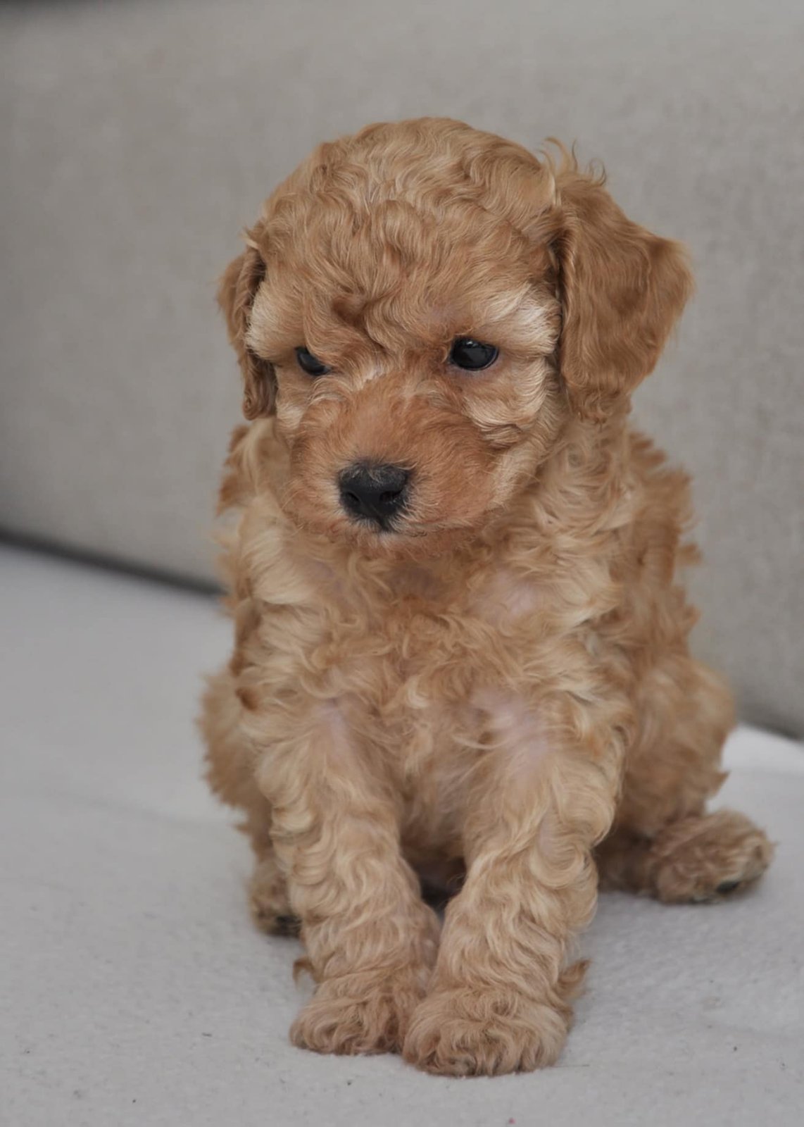 Mini poodle