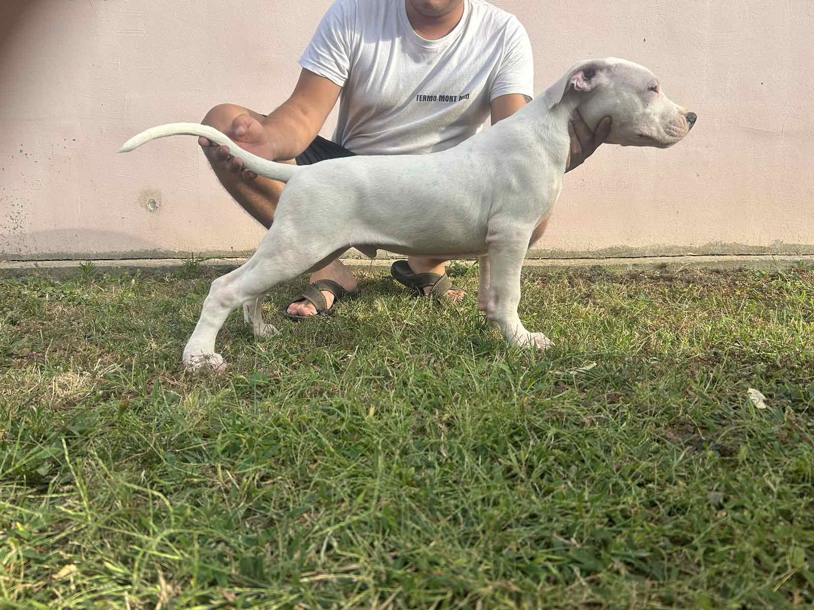 Stenci Dogo Argentino