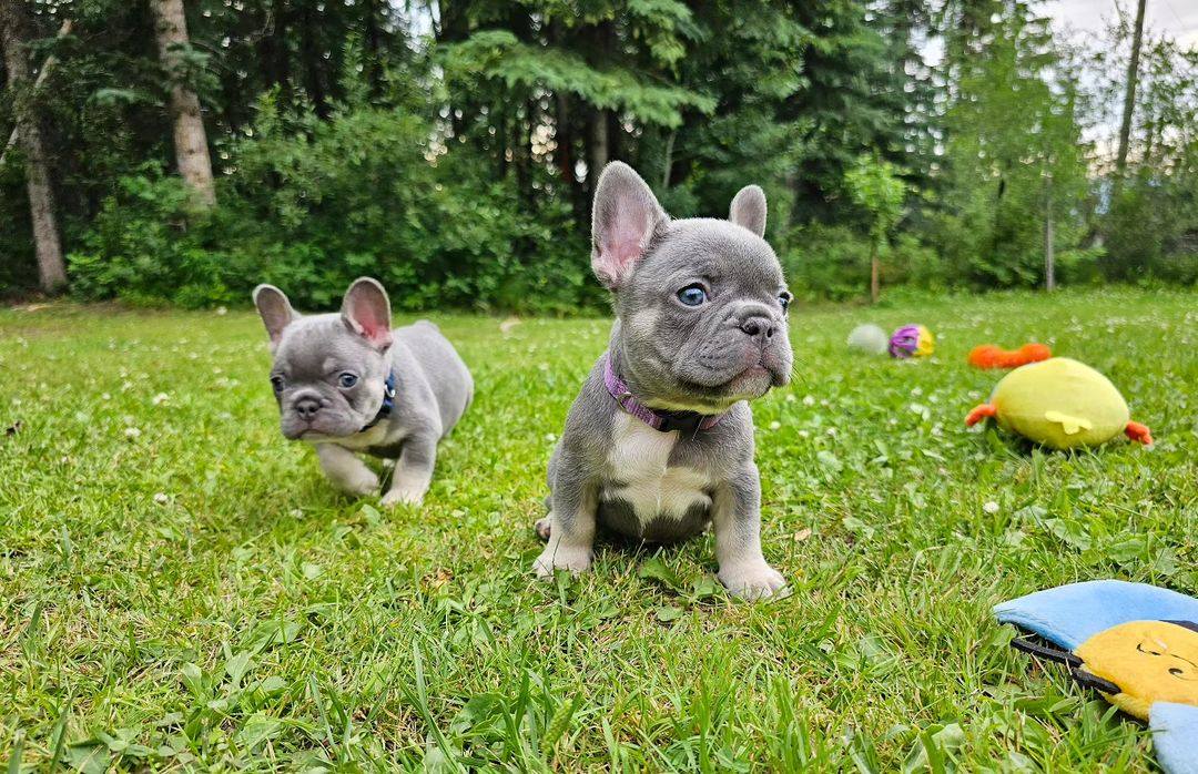 Adorable Frenchie puppies for sale
