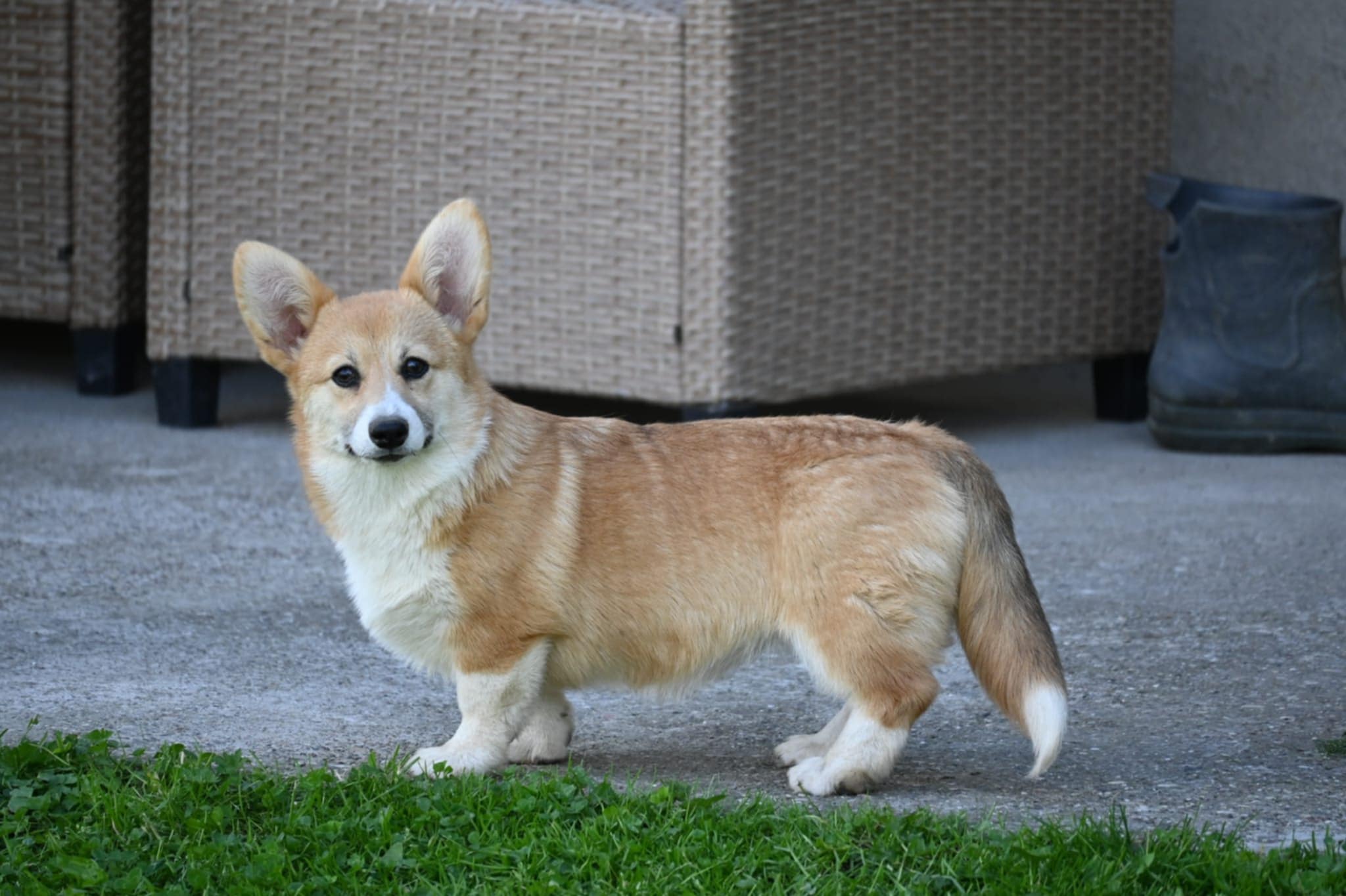 Velski korgi/Welsh Corgi Pembroke