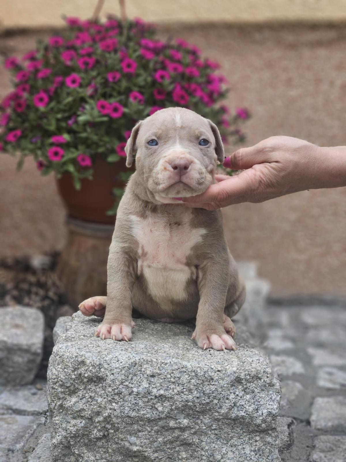 American Bully XL, Američki Buli štenci