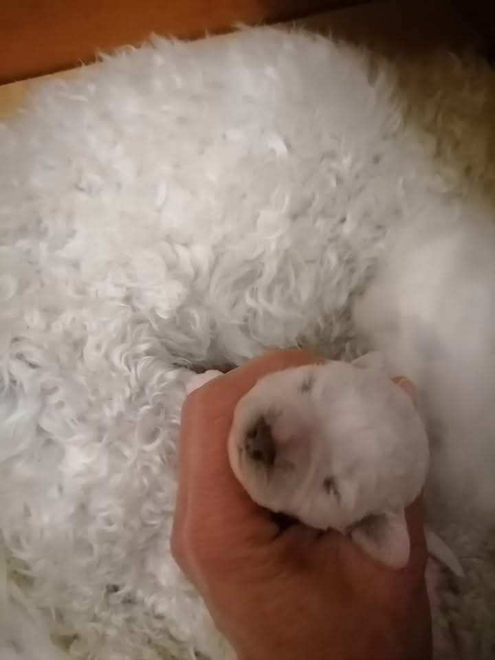Kovrdžavi bišon štenci na prodaju