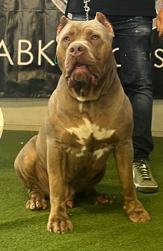 American Bully XL, Američki Buli štenci