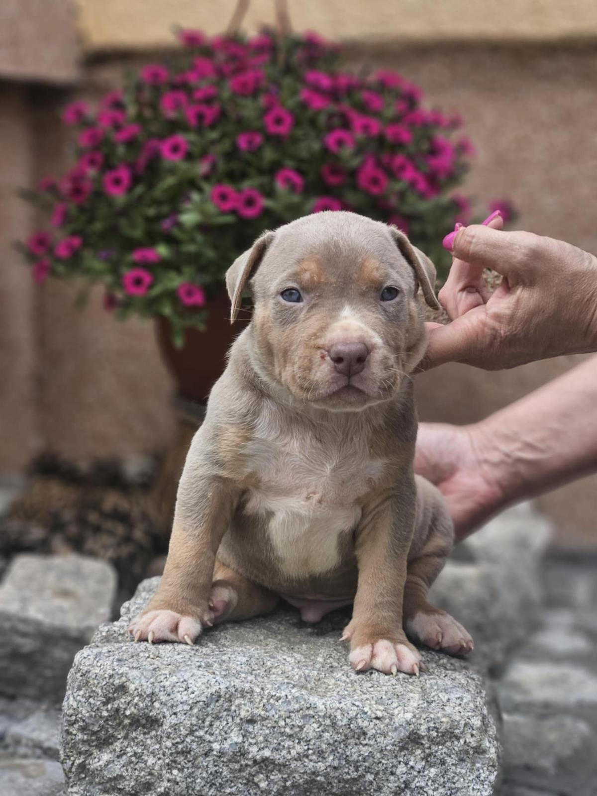 American Bully XL, Američki Buli štenci