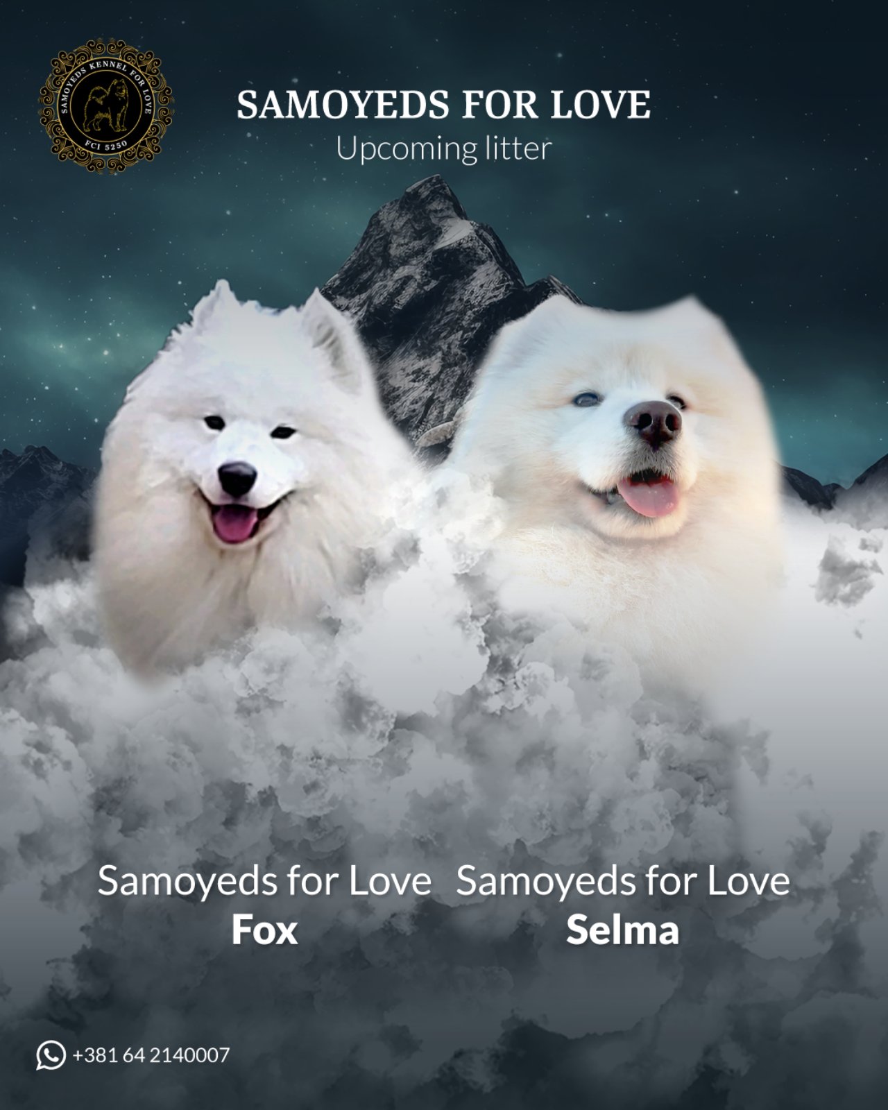 Samojed štenci i odrasli psi