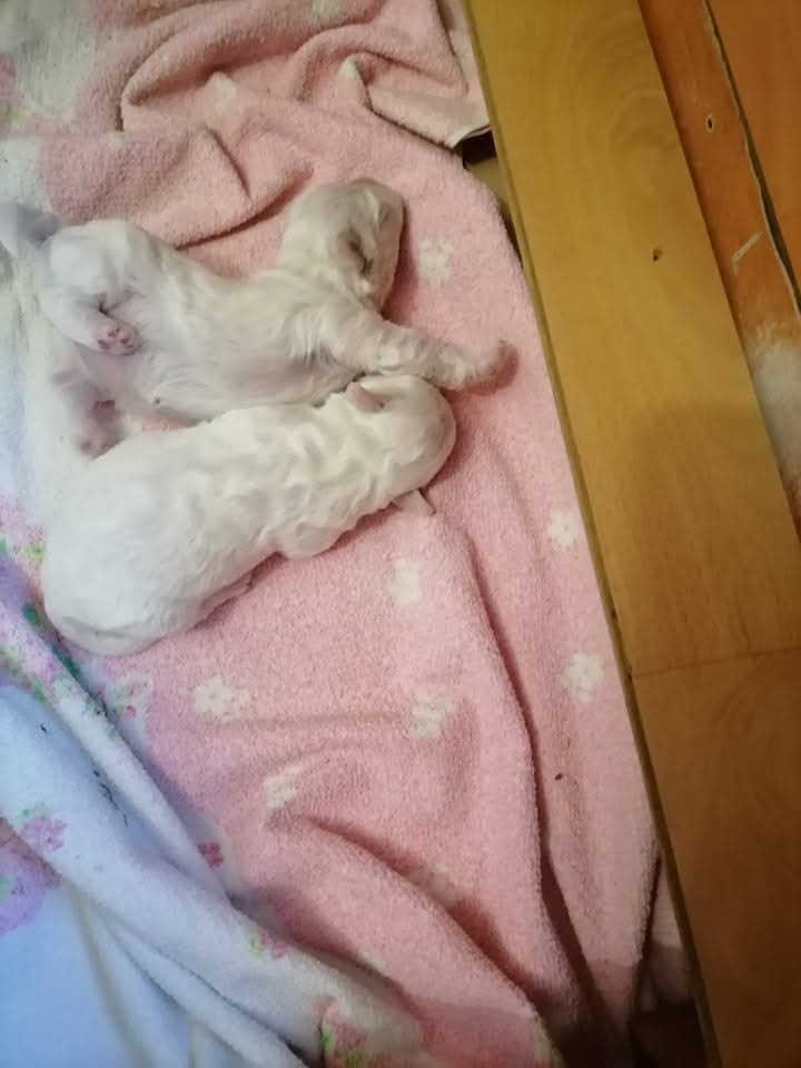 Kovrdžavi bišon štenci na prodaju