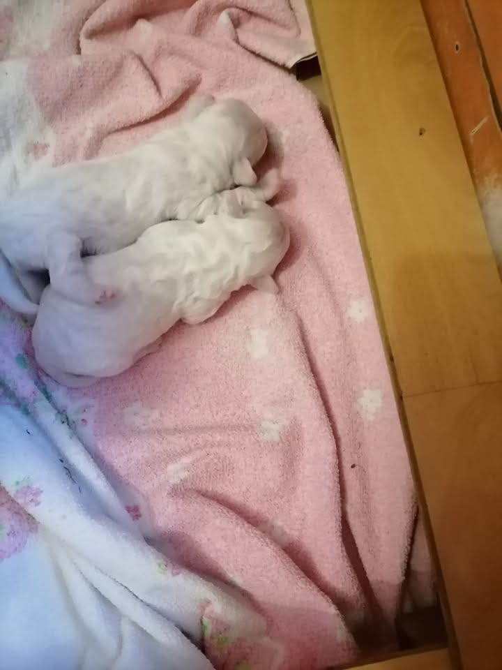 Kovrdžavi bišon štenci na prodaju