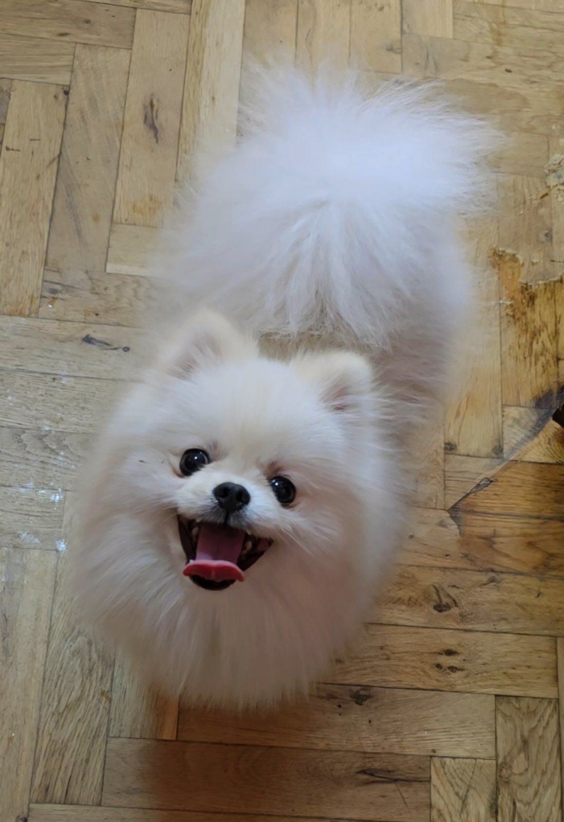 Pomeranac prelepi štenci