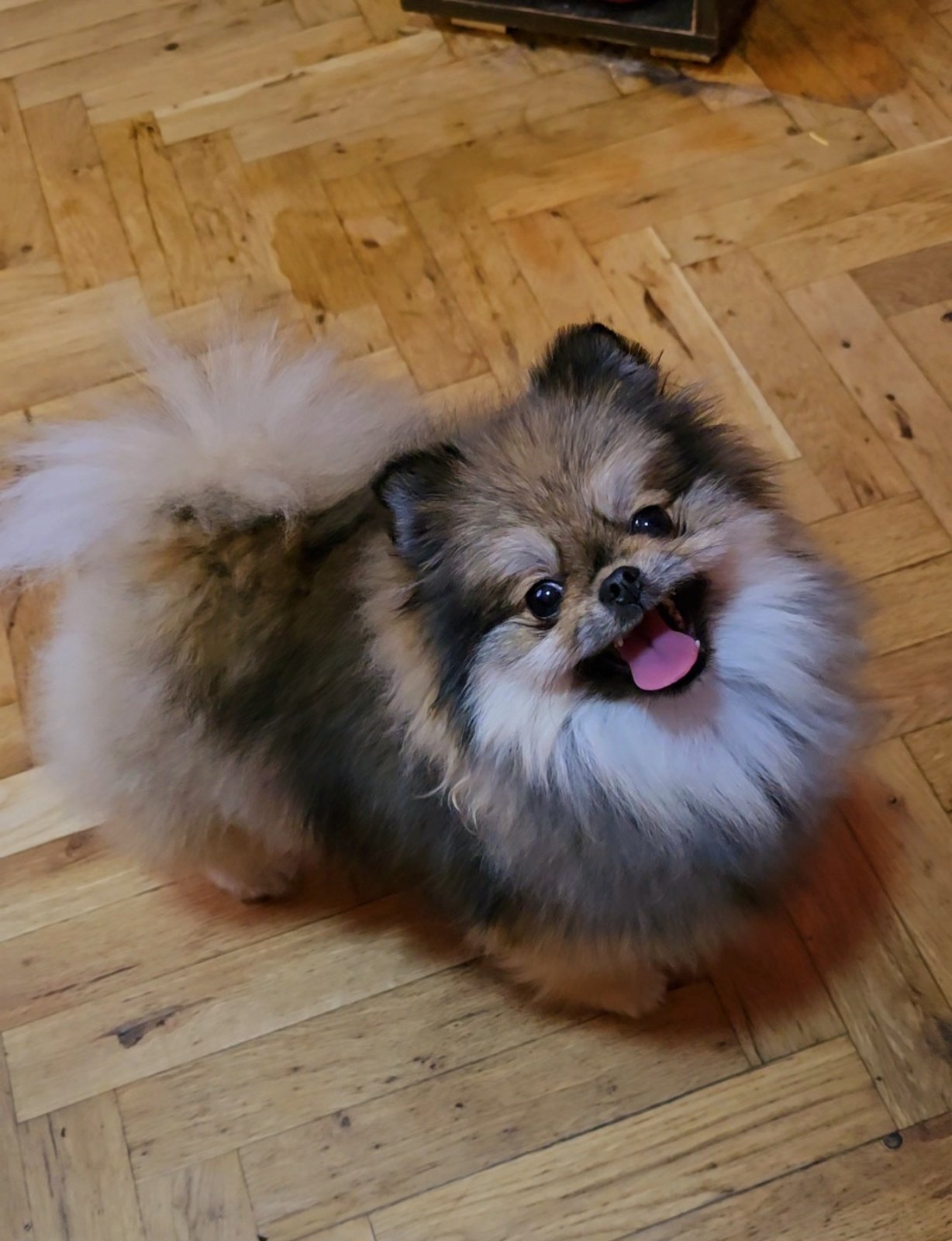 Pomeranac prelepi štenci