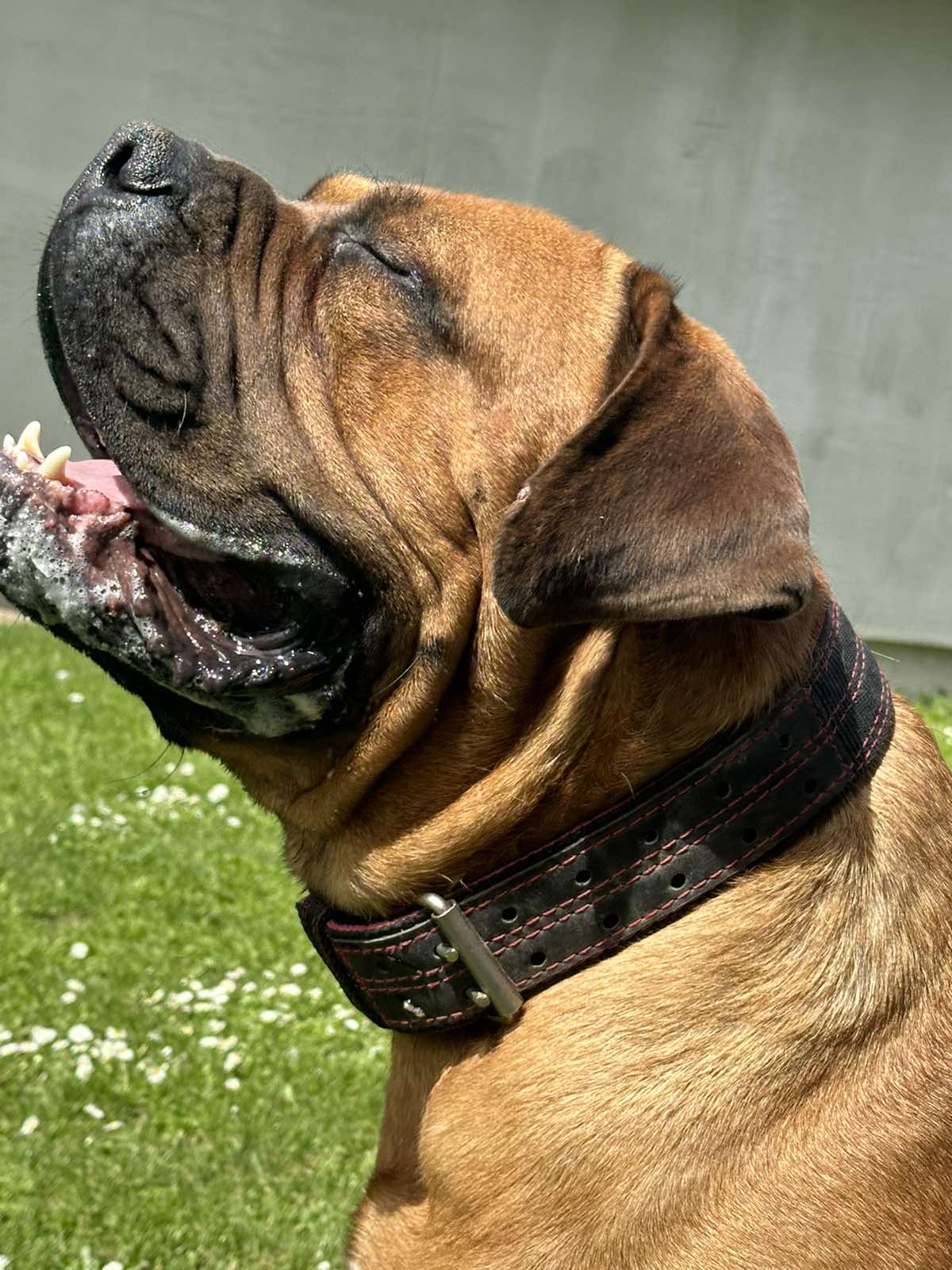 Južnoafrički mastif - Boerboel štenci