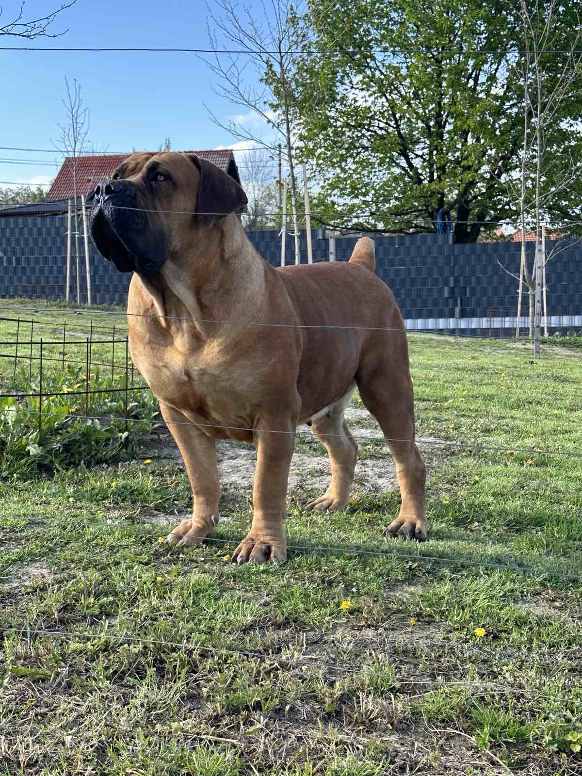 Južnoafrički mastif - Boerboel štenci