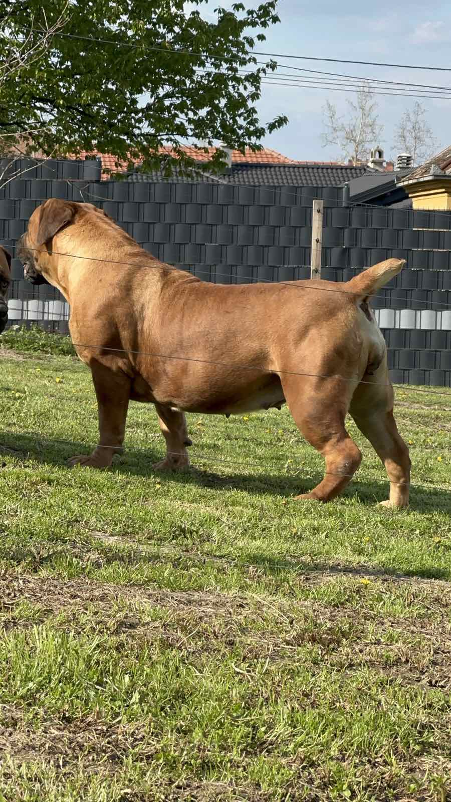 Južnoafrički mastif - Boerboel štenci