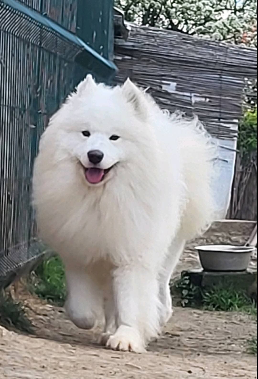 Samojed štenci i odrasli psi